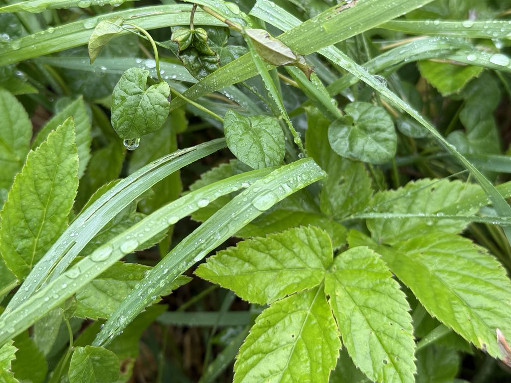 Ustadigt sommervejr fortsætter: »Risiko for kraftige skybrud og lokale tordenbyger«